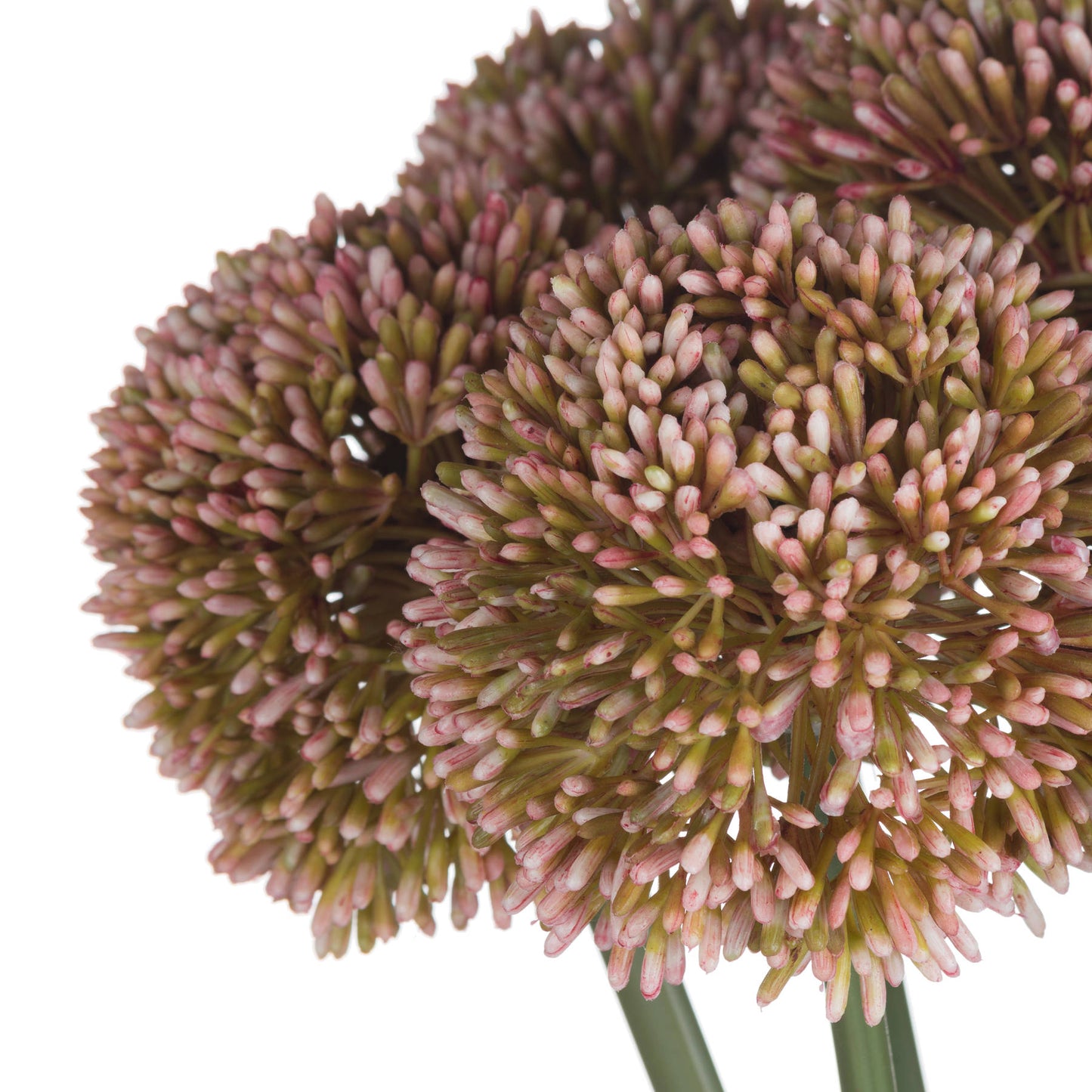 9 Pink Allium
