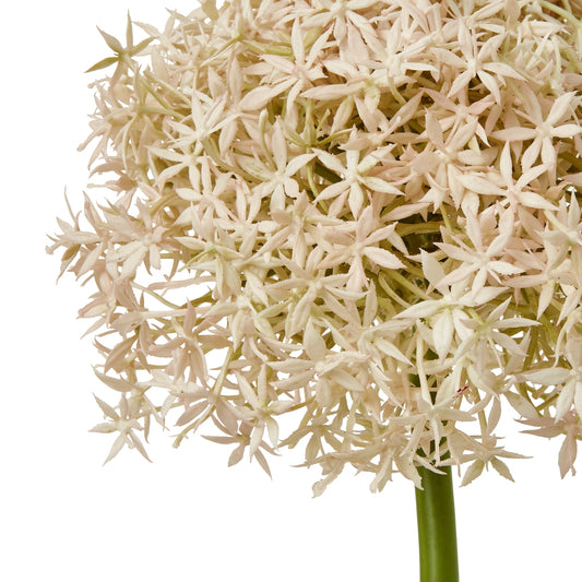 Allium Stem
