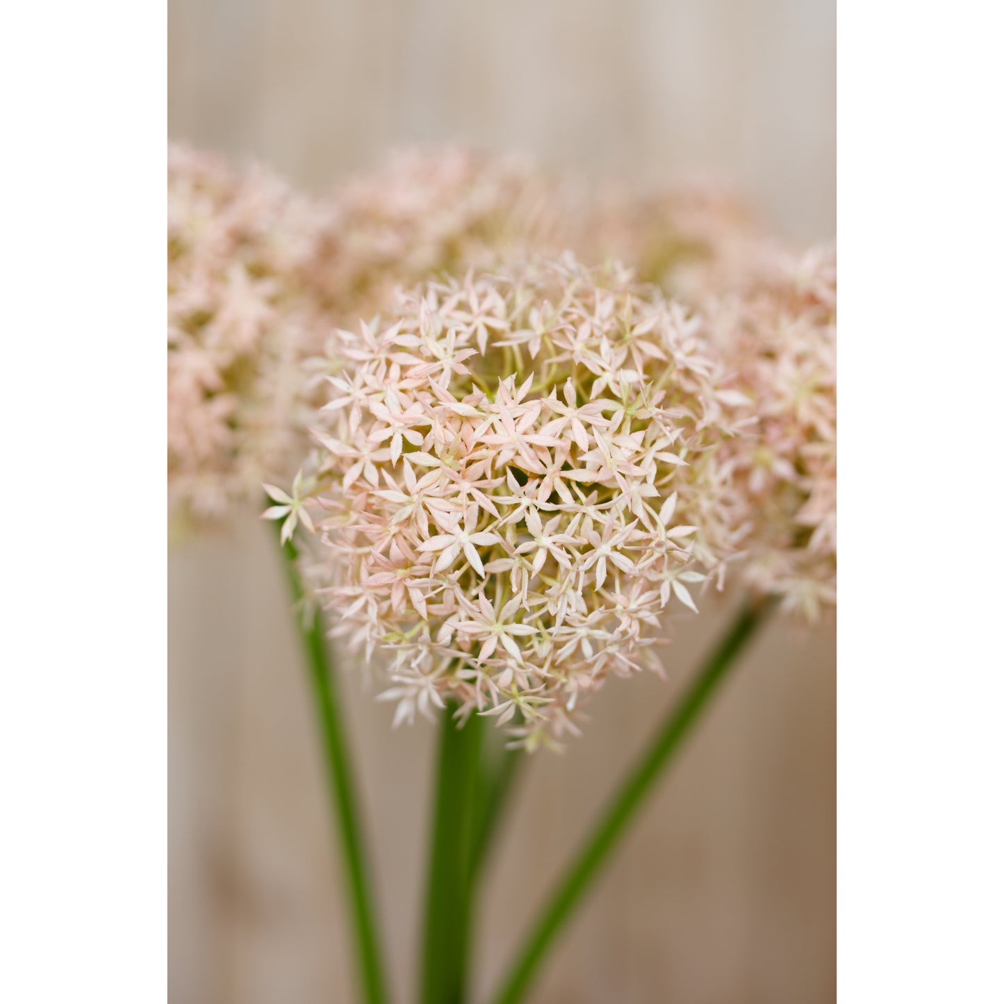 Allium Stem