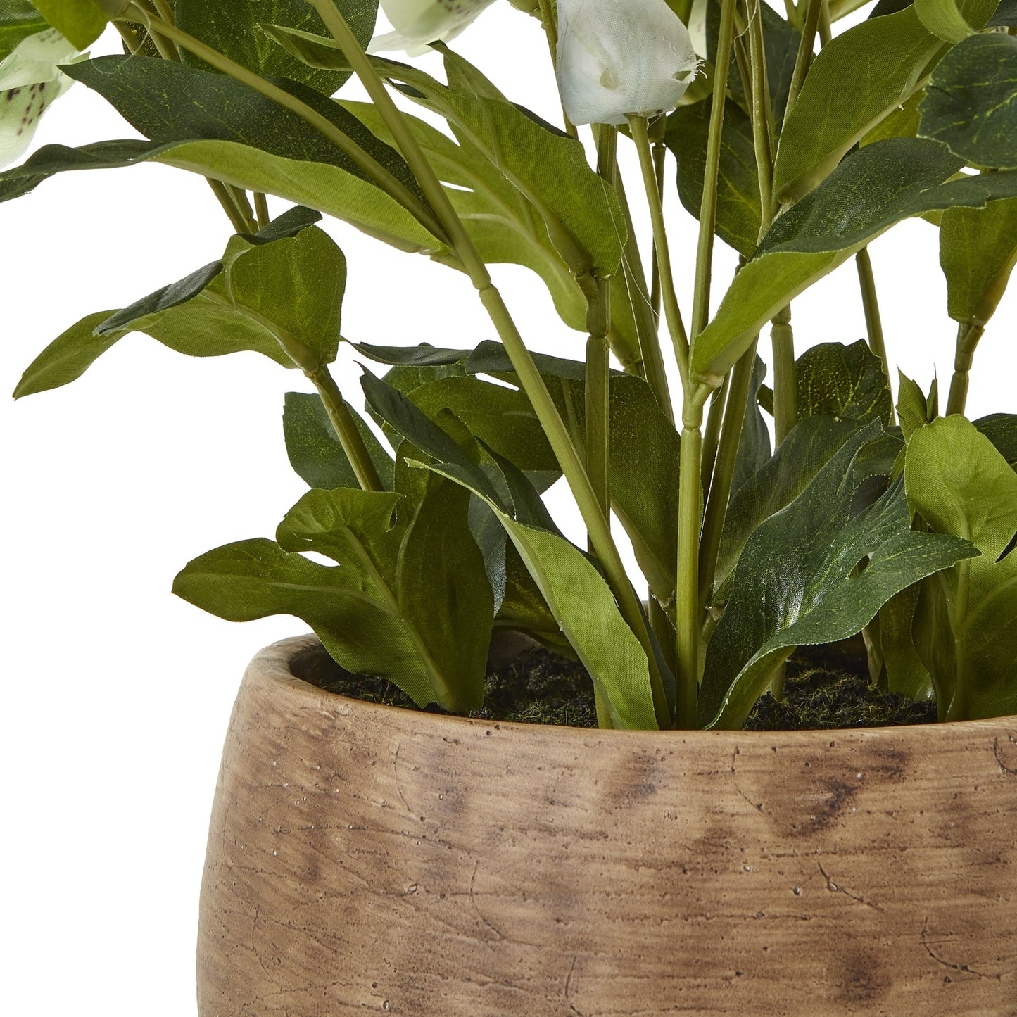 Green Hellebore Plant In Taupe Pot - Seasons Home Interiors