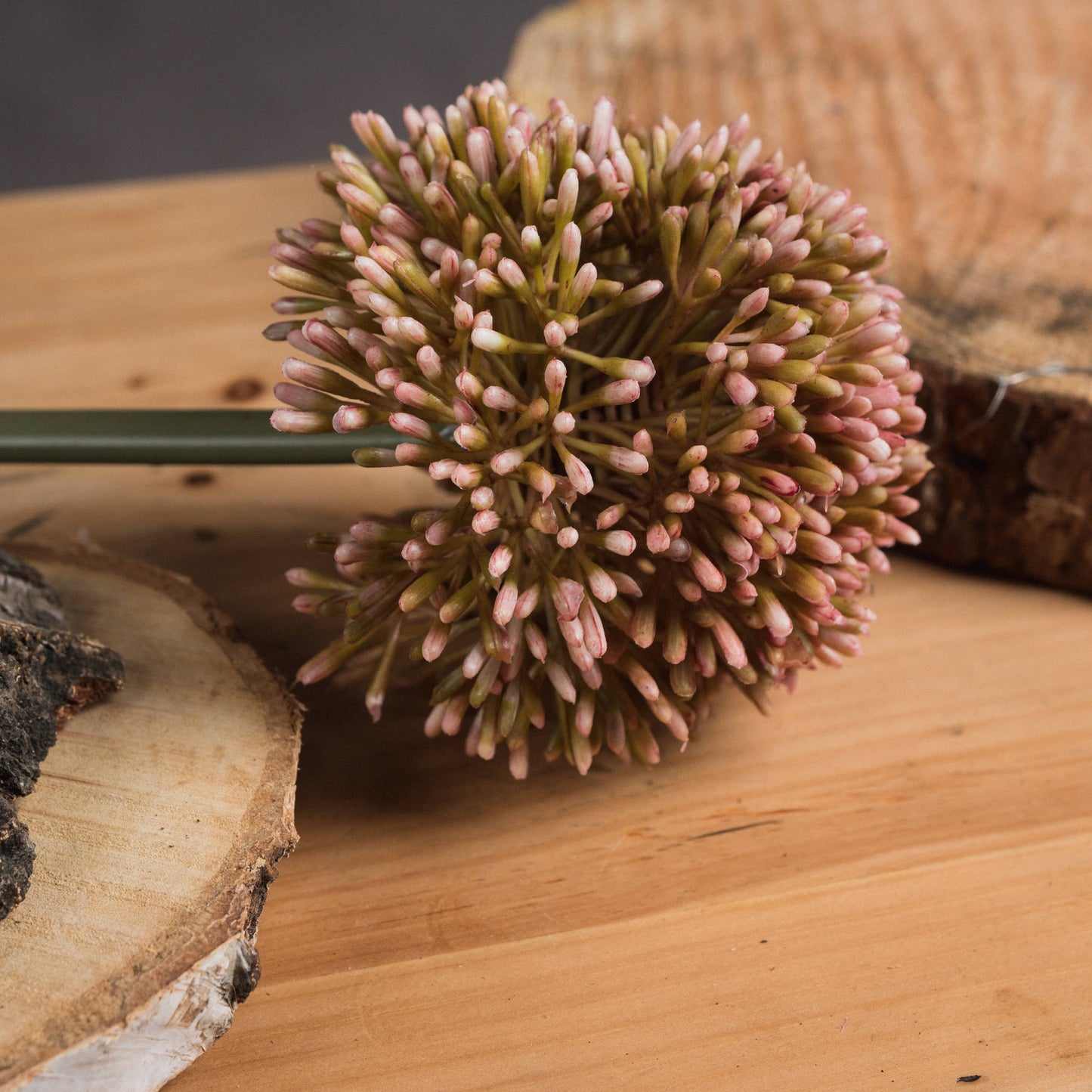 9 Pink Allium