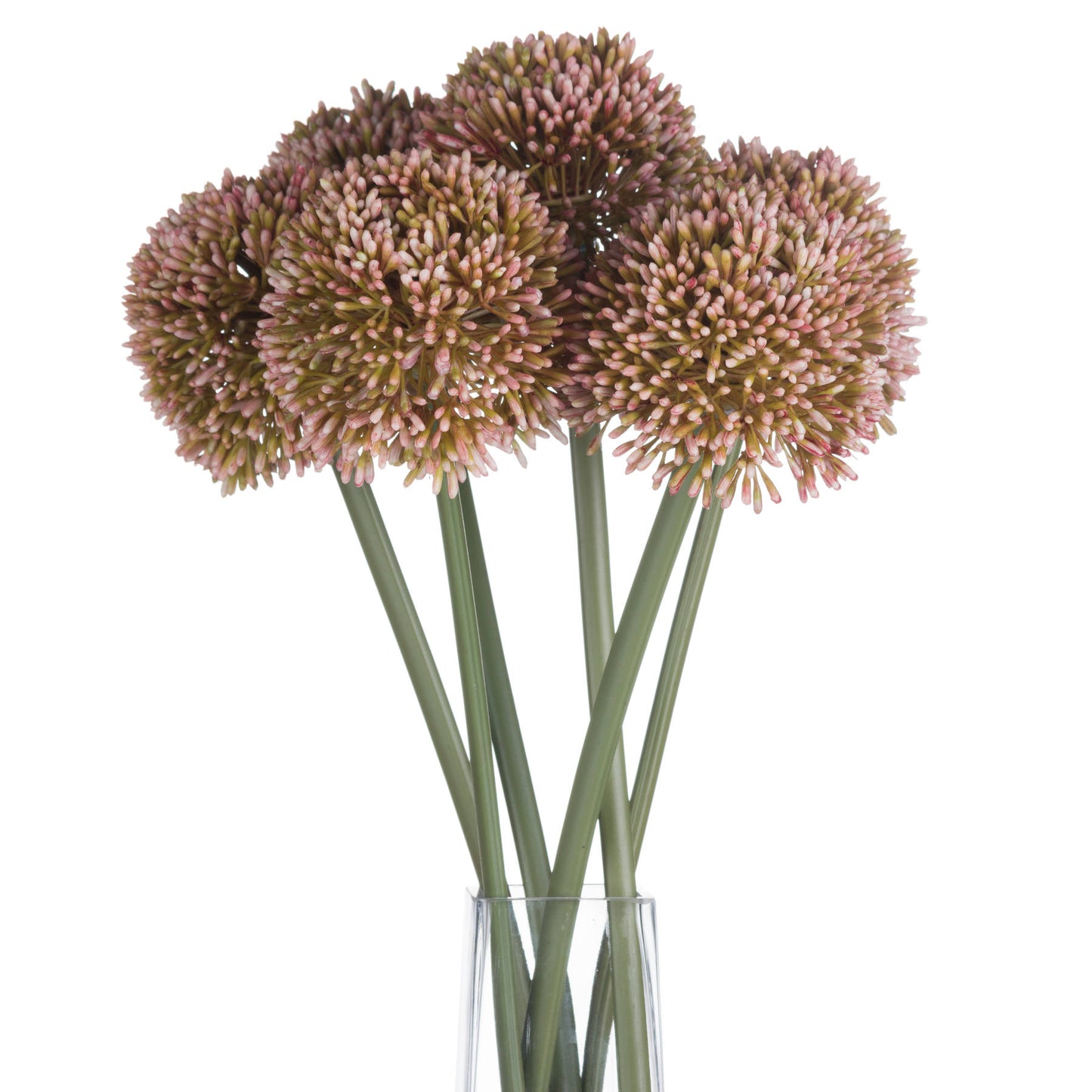 9 Pink Allium