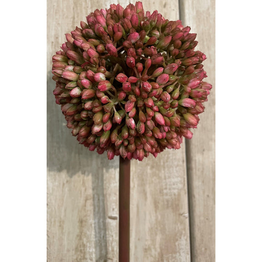 5 Pink Allium