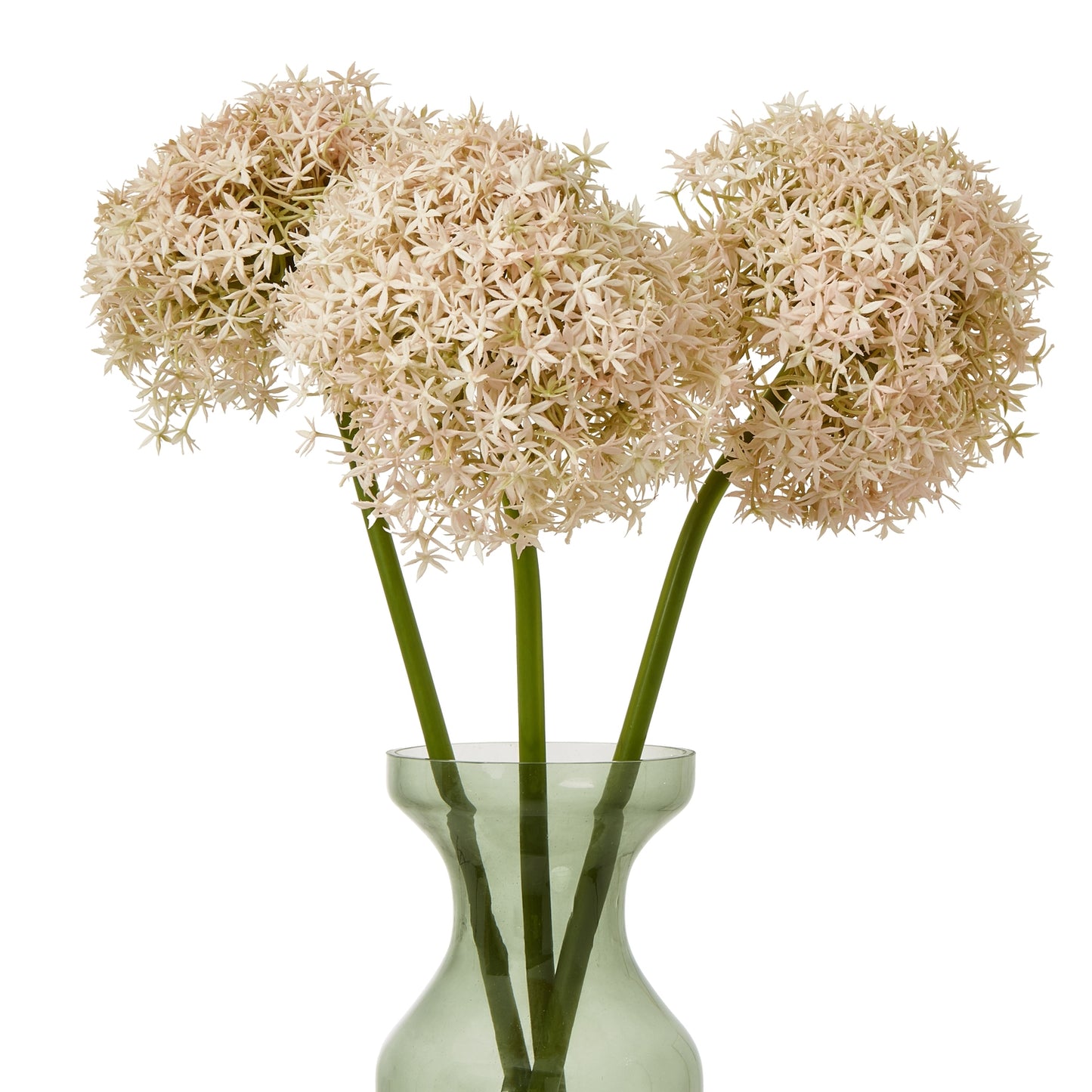 Allium Stem