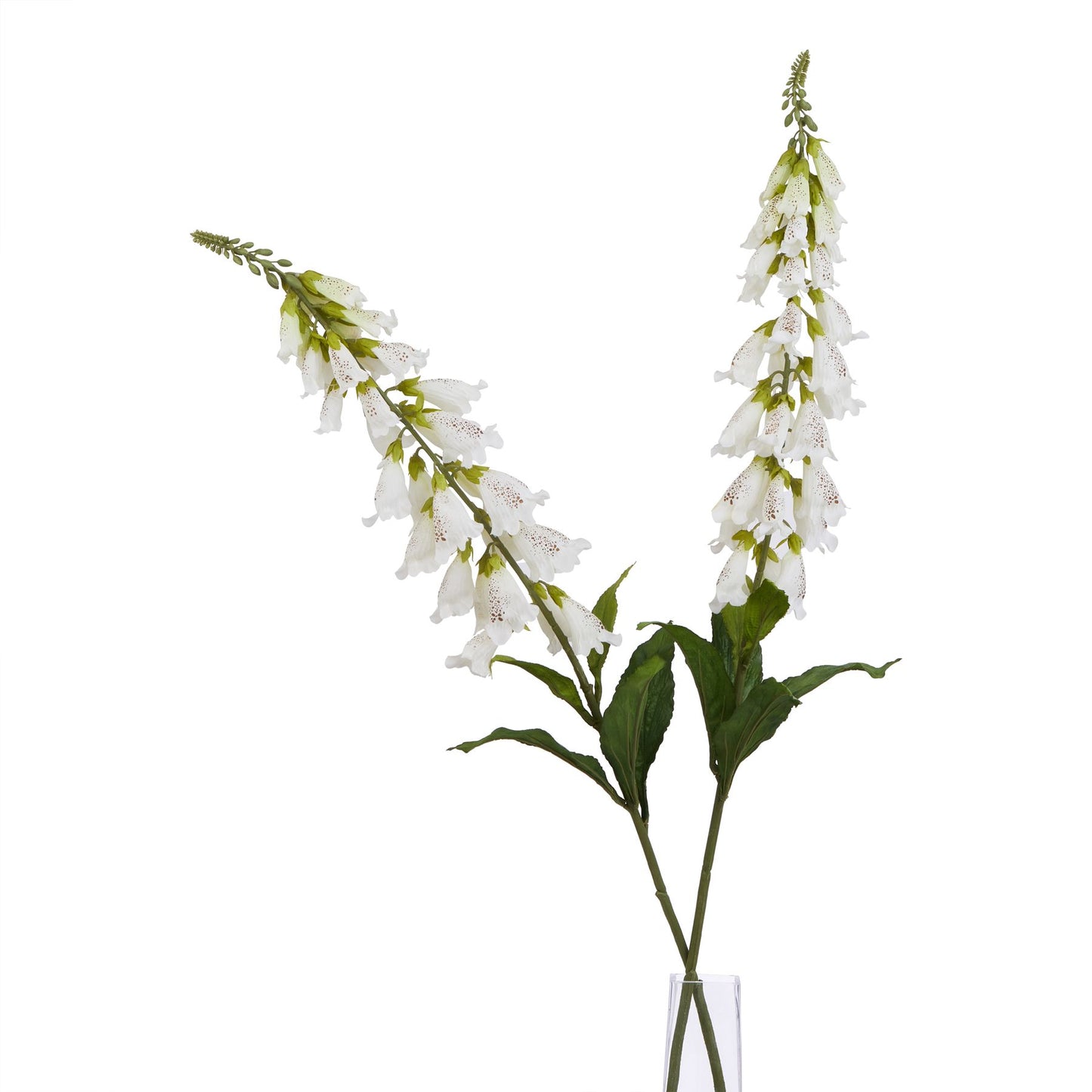 The Natural Garden Collection White Fox Glove