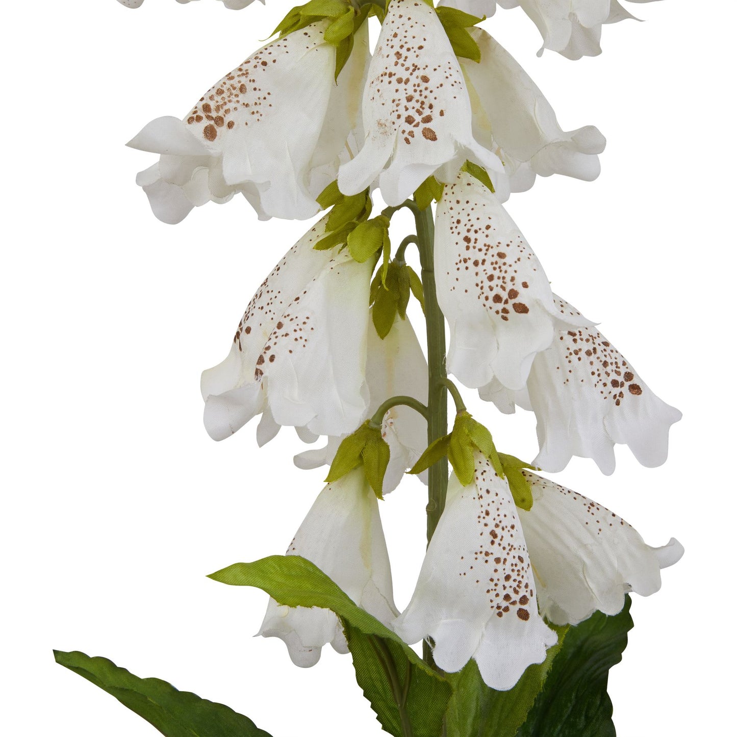 The Natural Garden Collection White Fox Glove