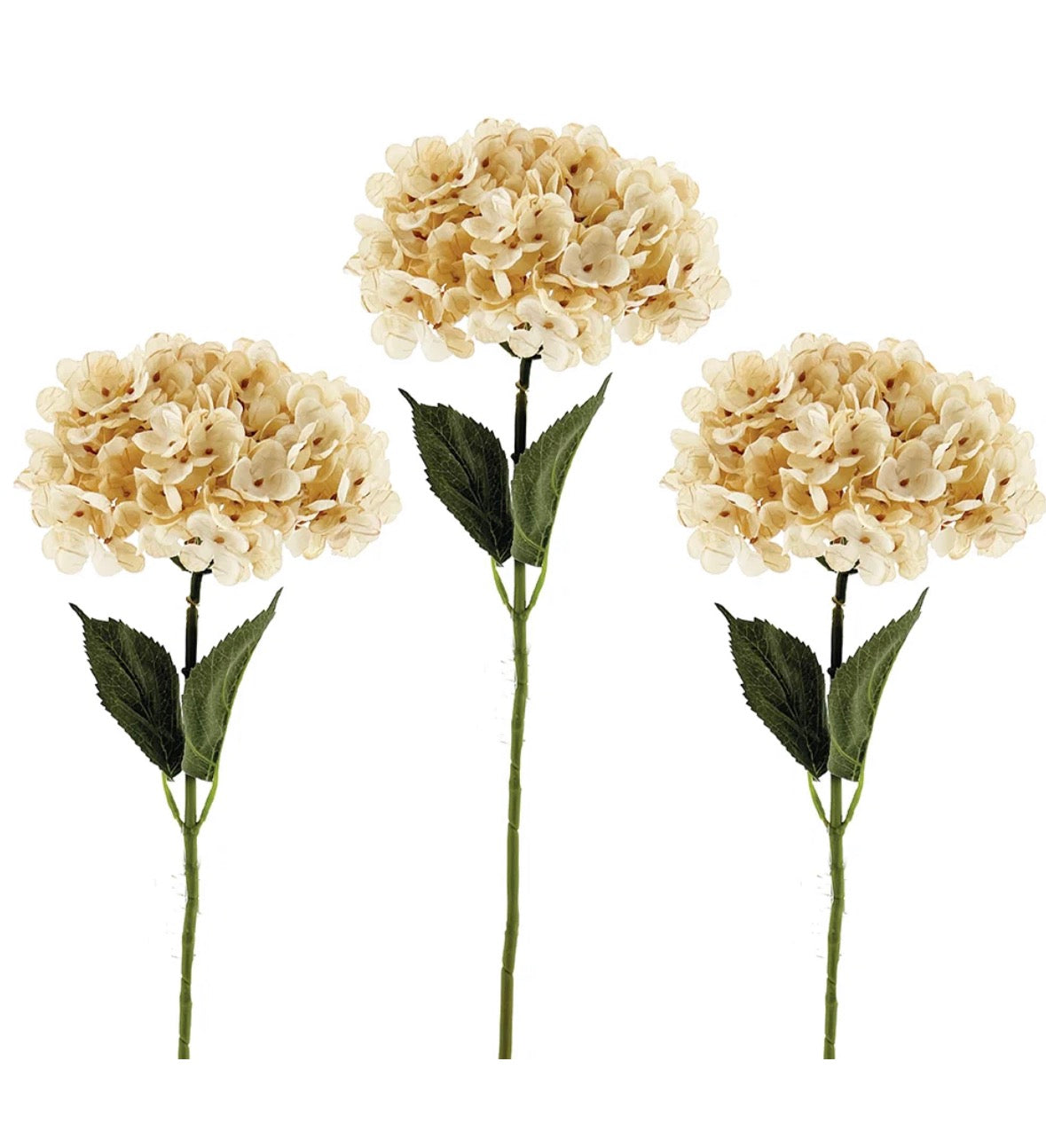 Hydrangea - off white