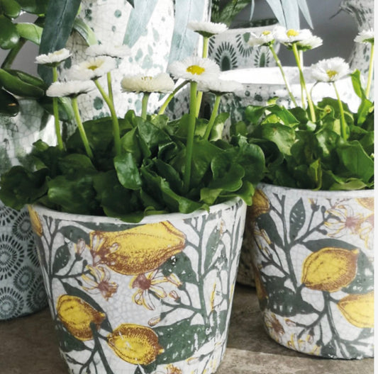 Spanish Lemons Plant Pot