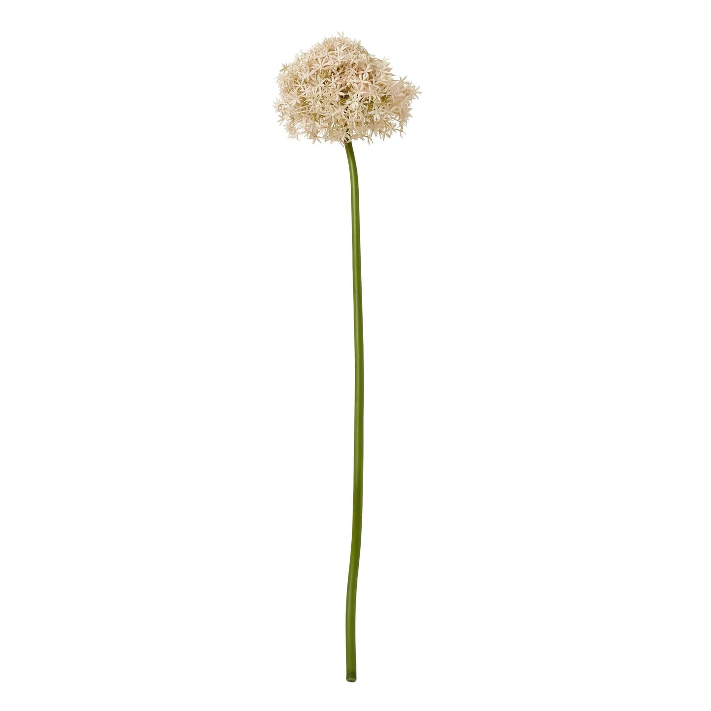 Allium Stem - Seasons Home Interiors