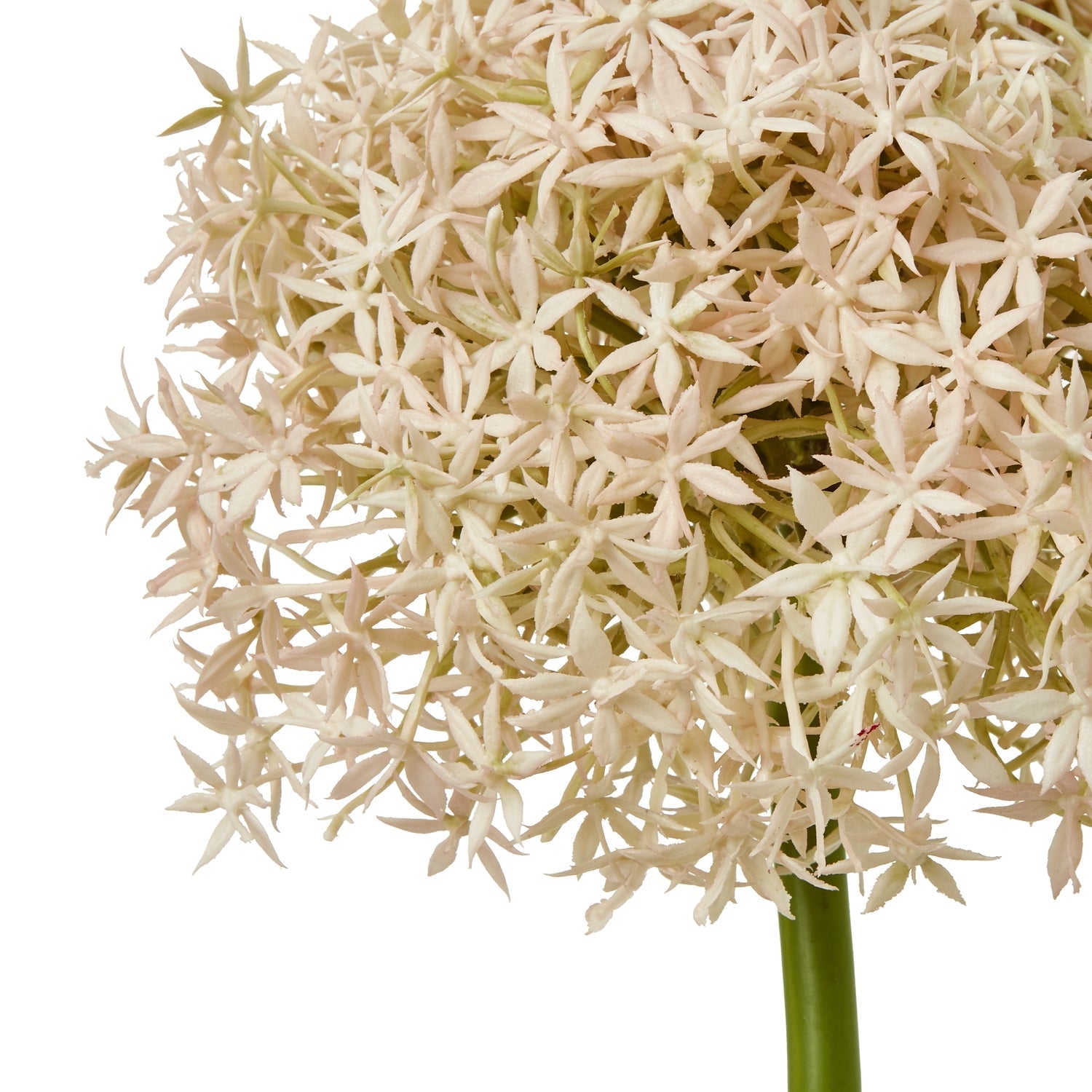 Allium Stem - Seasons Home Interiors