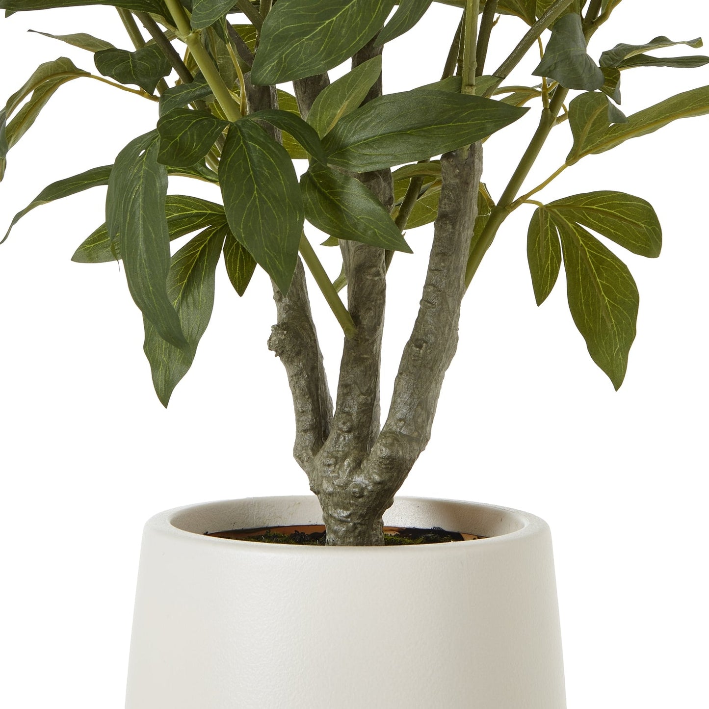 Extra Large White Peony Bush In Pot - Seasons Home Interiors