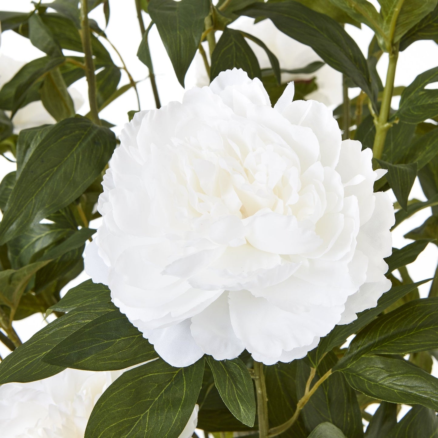 Extra Large White Peony Bush In Pot - Seasons Home Interiors