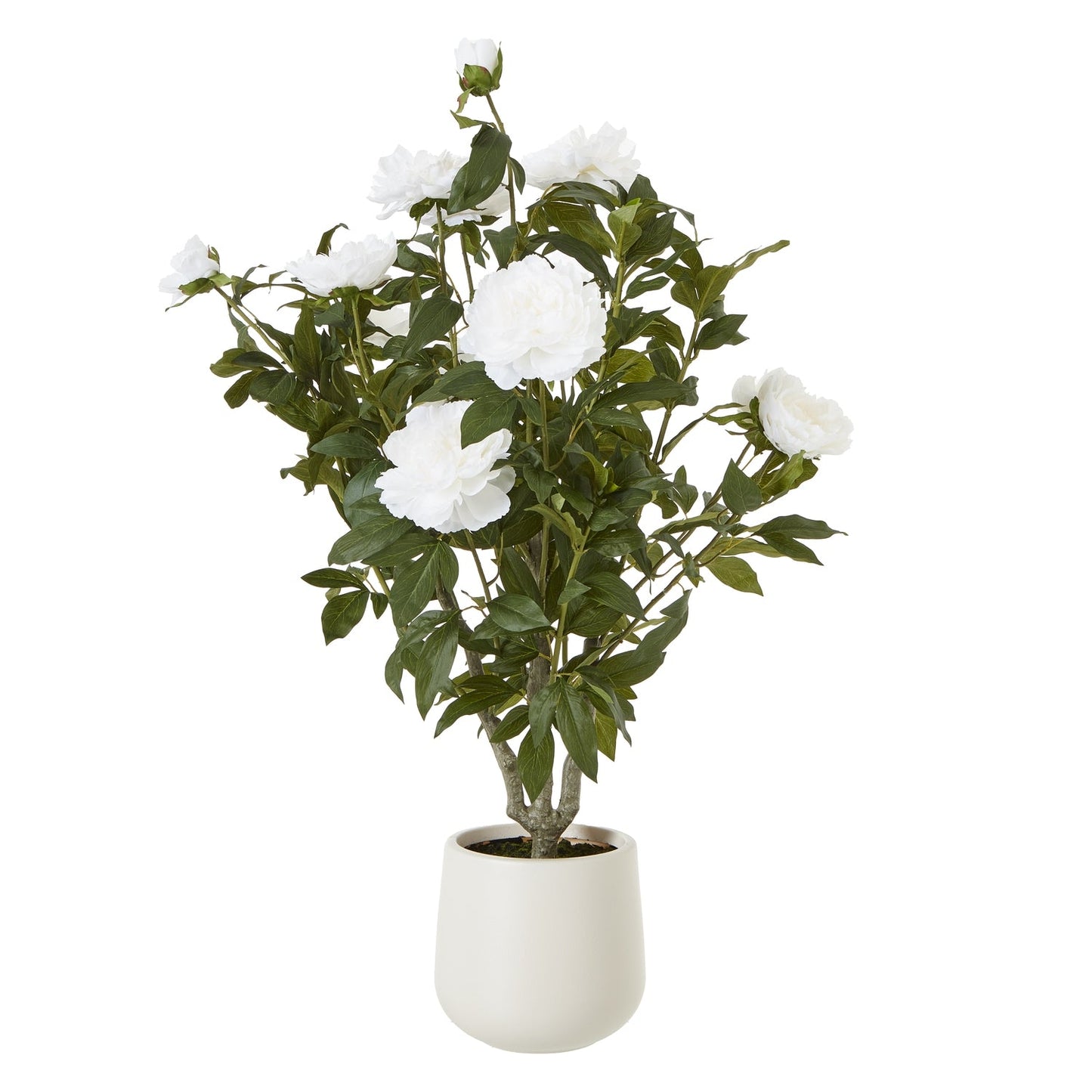 Extra Large White Peony Bush In Pot - Seasons Home Interiors