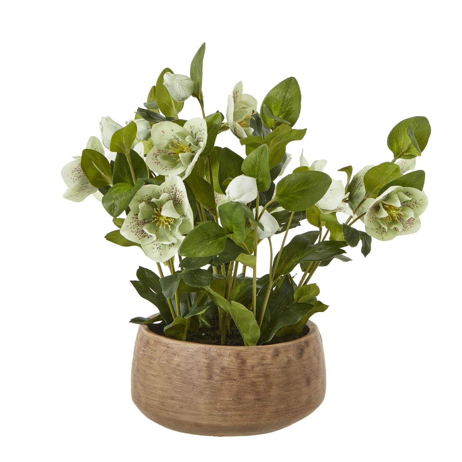 Green Hellebore Plant In Taupe Pot - Seasons Home Interiors