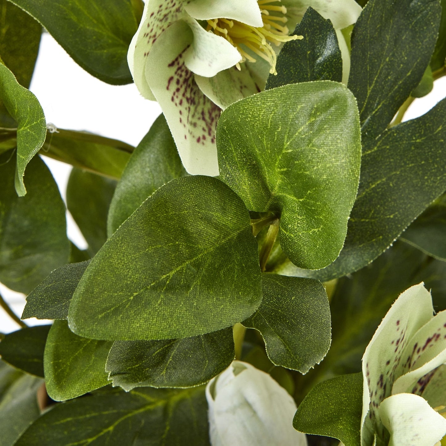 Green Hellebore Plant In Taupe Pot - Seasons Home Interiors