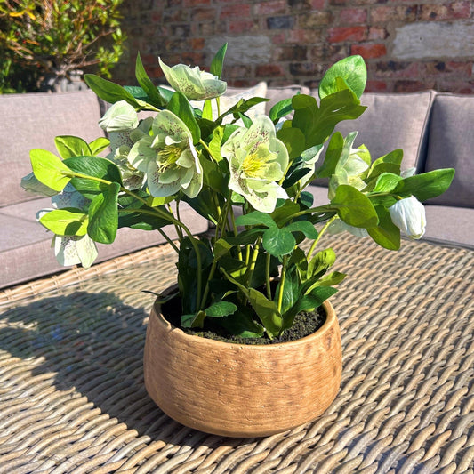 Green Hellebore Plant In Taupe Pot - Seasons Home Interiors