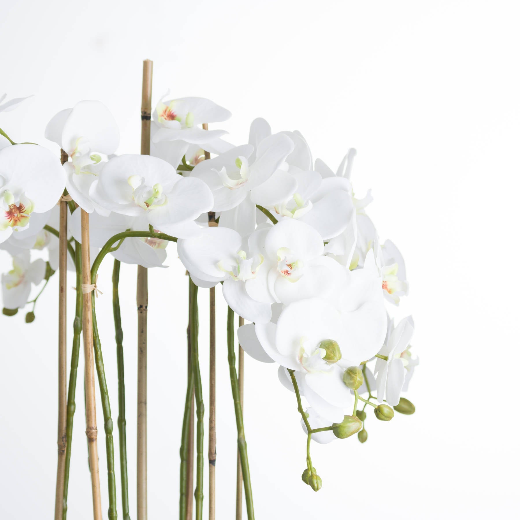 Large White Orchid In Glass Pot - Seasons Home Interiors