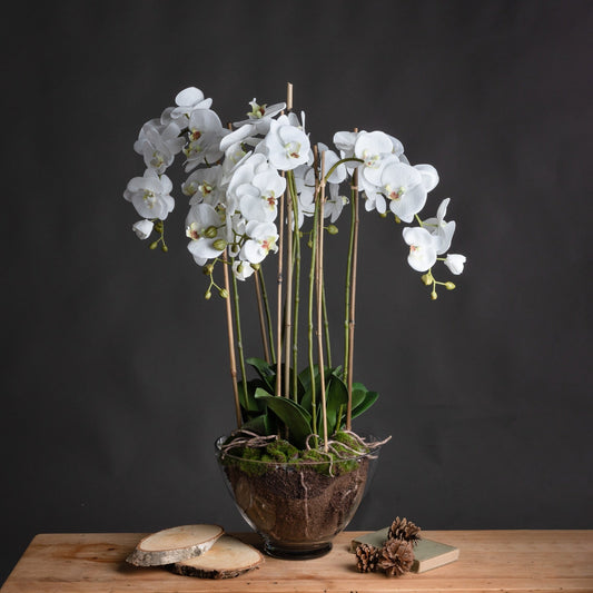 Large White Orchid In Glass Pot - Seasons Home Interiors