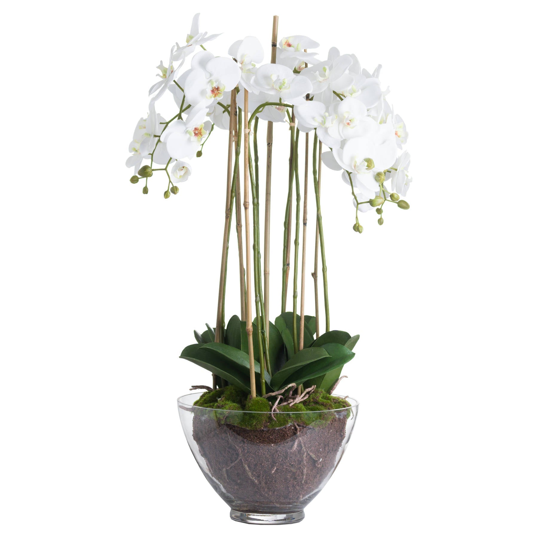 Large White Orchid In Glass Pot - Seasons Home Interiors