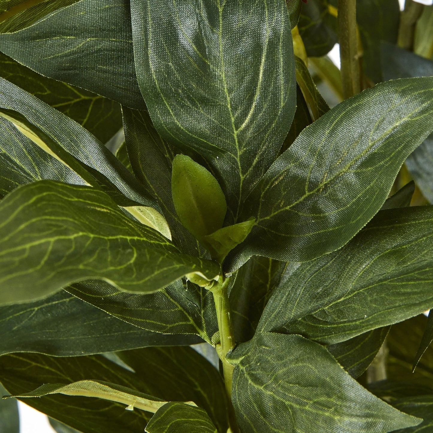 Large White Peony Plant In Pot - Seasons Home Interiors