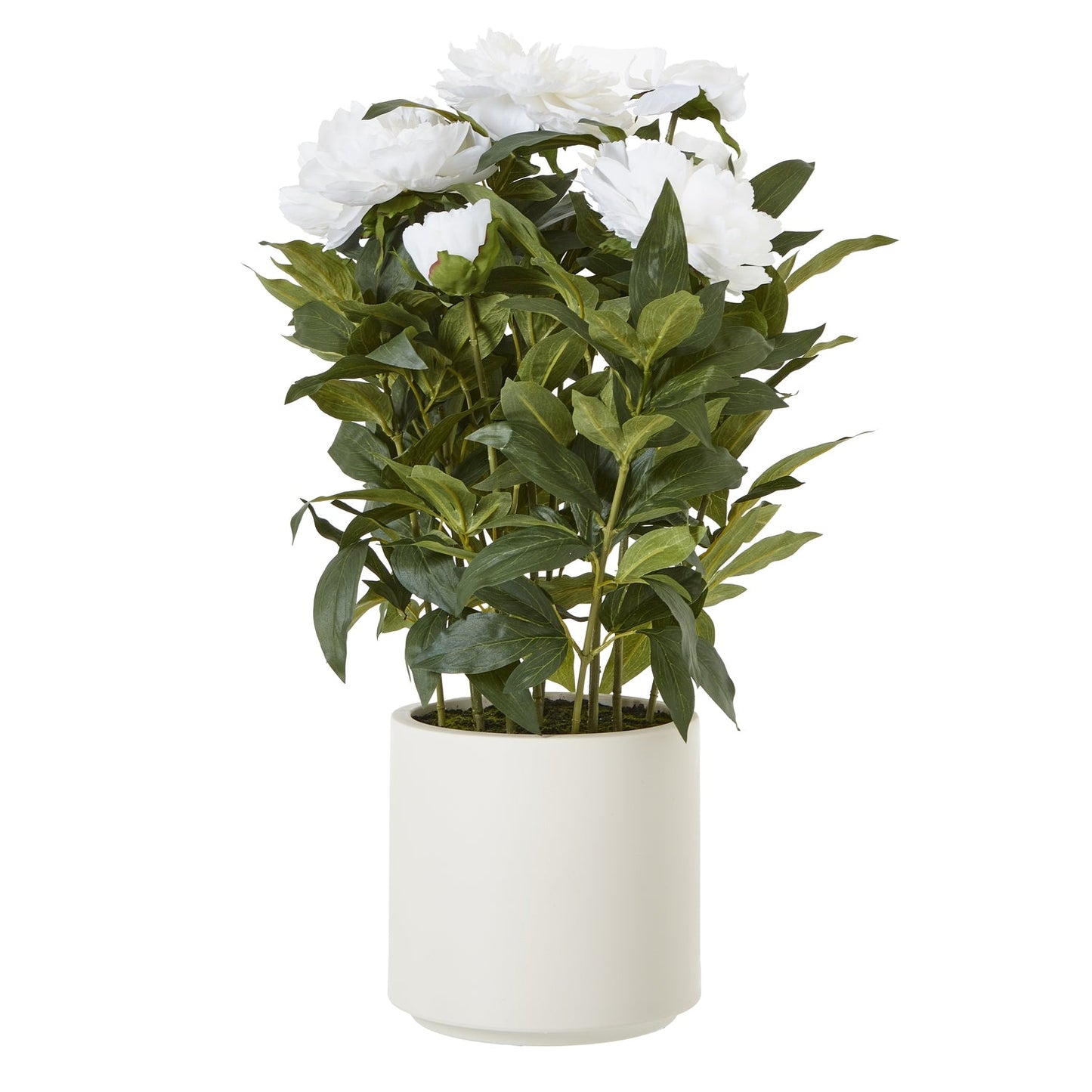 Large White Peony Plant In Pot - Seasons Home Interiors