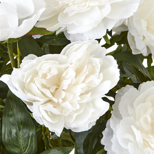Large White Peony Plant In Pot - Seasons Home Interiors