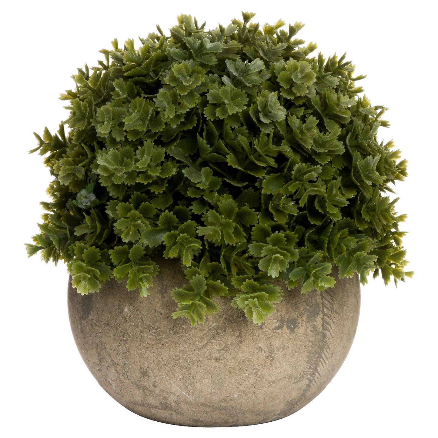 Miniature Hebe Veronica In Pot - Seasons Home Interiors
