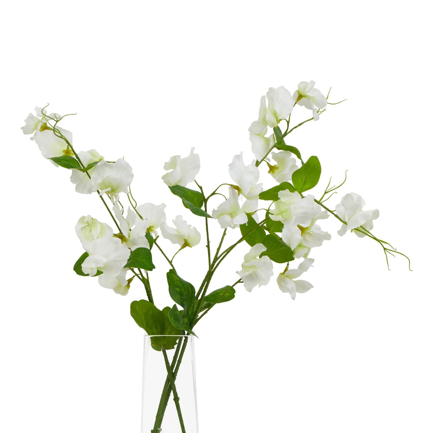 The Natural Garden Collection White Sweetpea Stem - Seasons Home Interiors