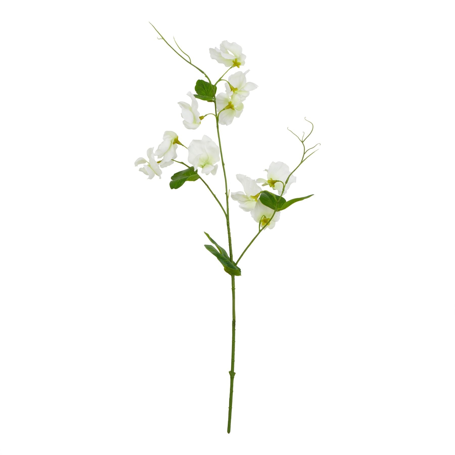 The Natural Garden Collection White Sweetpea Stem - Seasons Home Interiors