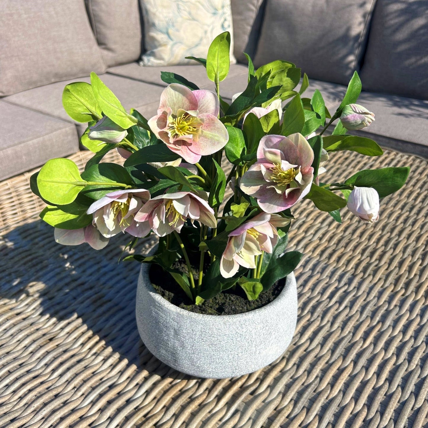 Variegated Pink Hellebore Plant In Grey Pot - Seasons Home Interiors
