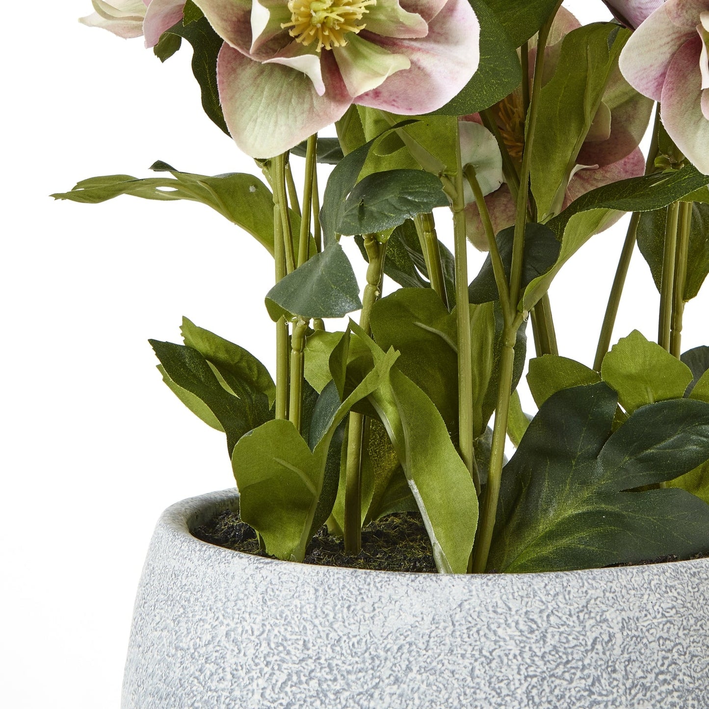 Variegated Pink Hellebore Plant In Grey Pot - Seasons Home Interiors
