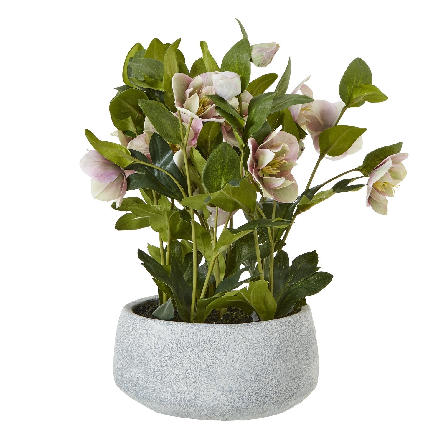 Variegated Pink Hellebore Plant In Grey Pot - Seasons Home Interiors