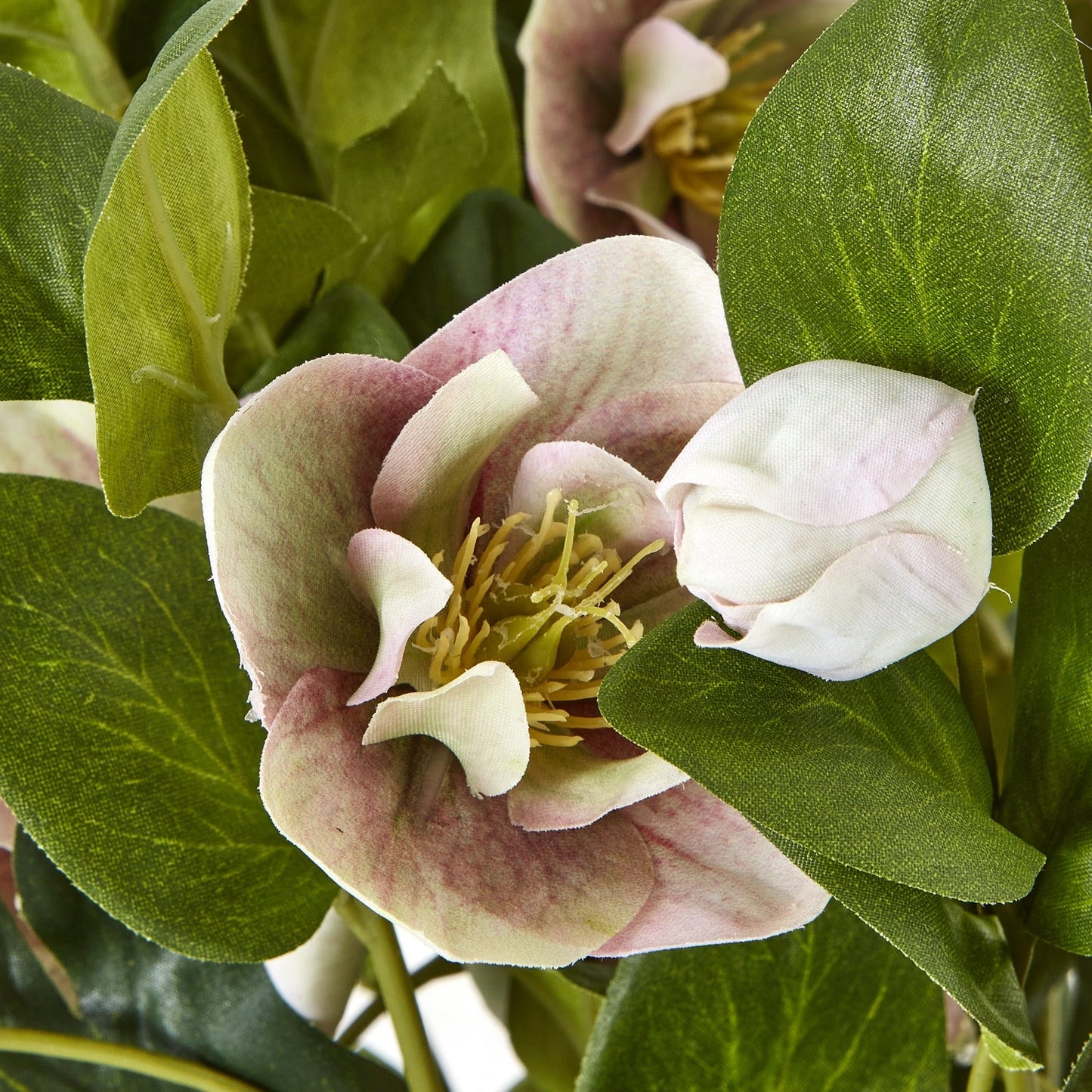 Variegated Pink Hellebore Plant In Grey Pot - Seasons Home Interiors