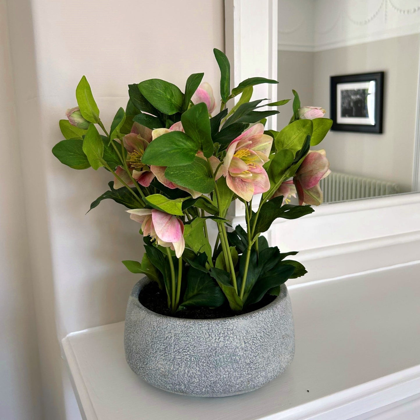 Variegated Pink Hellebore Plant In Grey Pot - Seasons Home Interiors