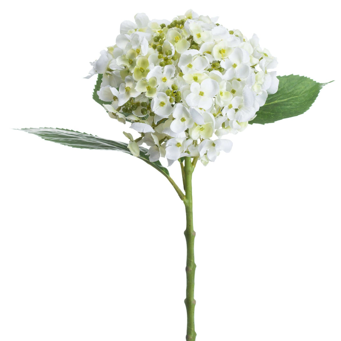 White Lace Cap Hydrangea - Seasons Home Interiors