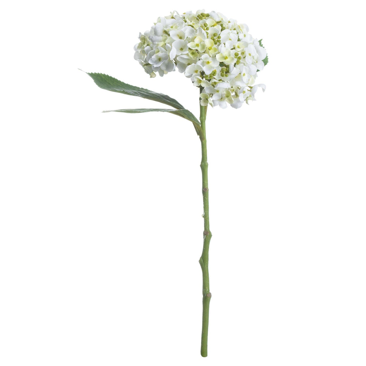 White Lace Cap Hydrangea - Seasons Home Interiors